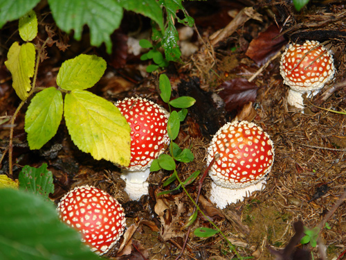 Amanita muscaria (c) L.P. Goja